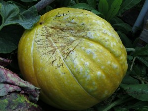 pumpa