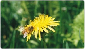 biodling